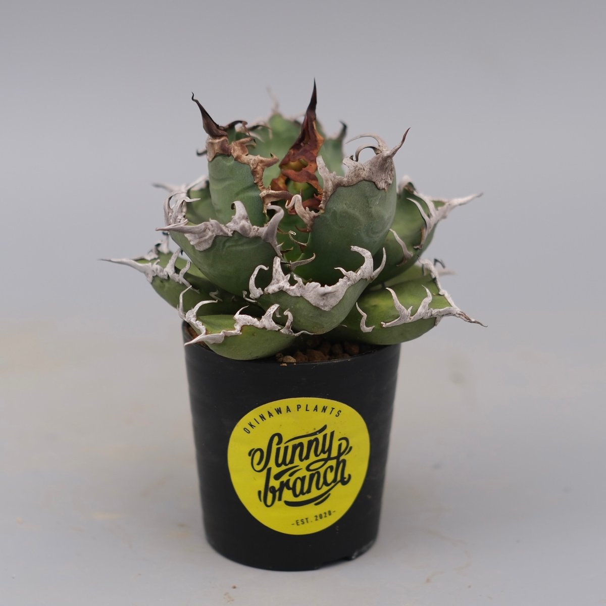 アガベ チタノタ シーザー Agave titanota caesar 184 | Sunny