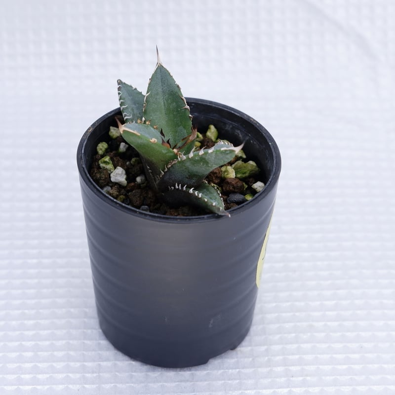 ソシエダ　オテロイ実生 オテロイ実生