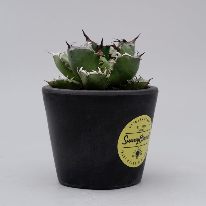 【♥️アガベ】黒鯨　コレクション株 Agave Titanota 黒鯨 (Black Whale) アガベ チタノタ / 中株(4号
