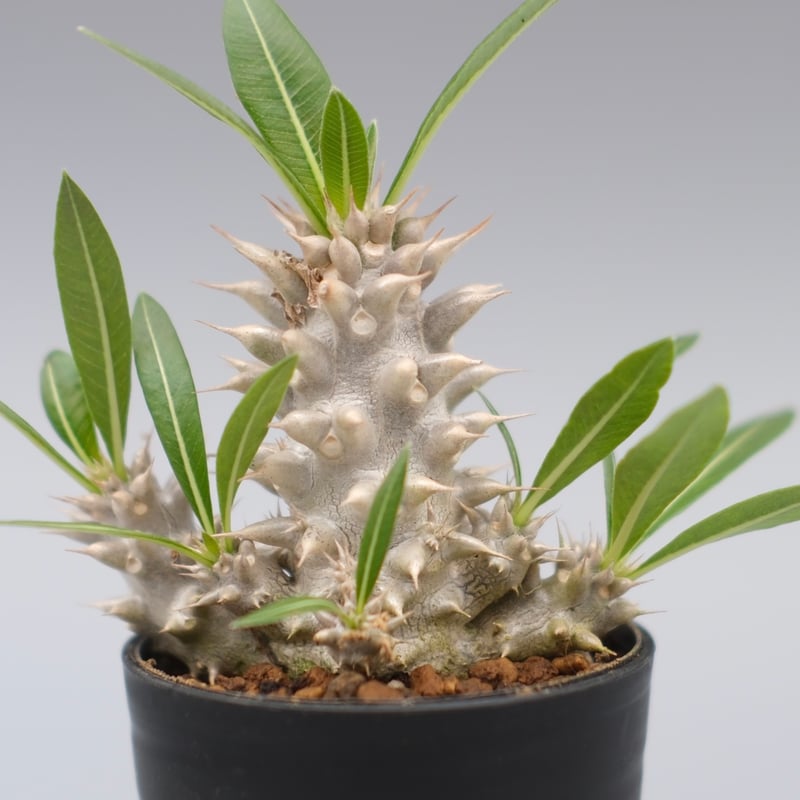 パキポディウム　ホロンベンセ　現地株 パキポディウム ホロンベンセ no.2 | mana's farm:塊根植物・アガベ