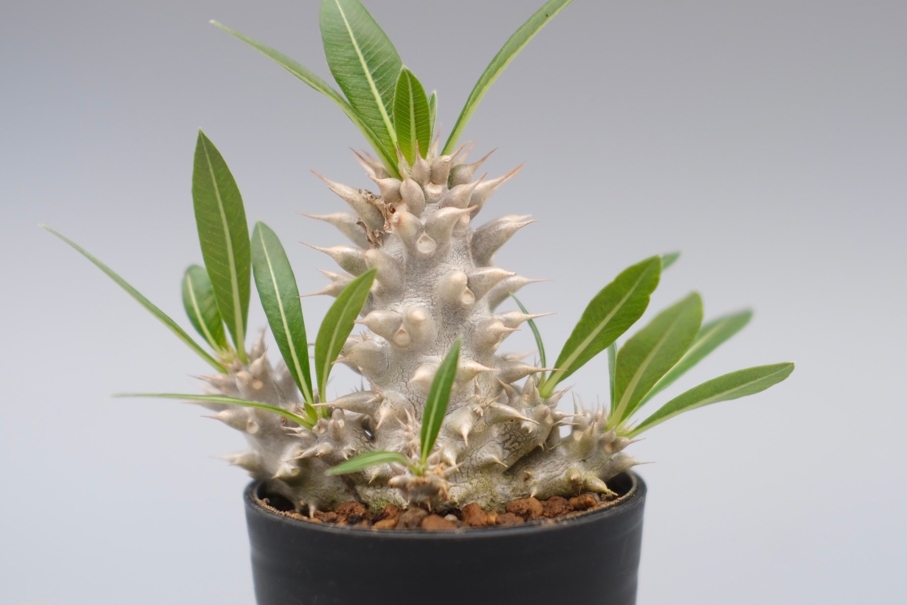 パキポディウム・ホロンベンセ（国内実生） パキポディウム ホロンベンセ 実生株 004 Pachypodium horombense |