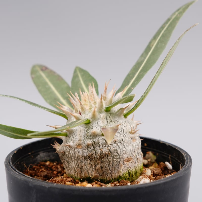 パキポディウム ロスラーツム 実生株 005 Pachypodium rosulatum ve