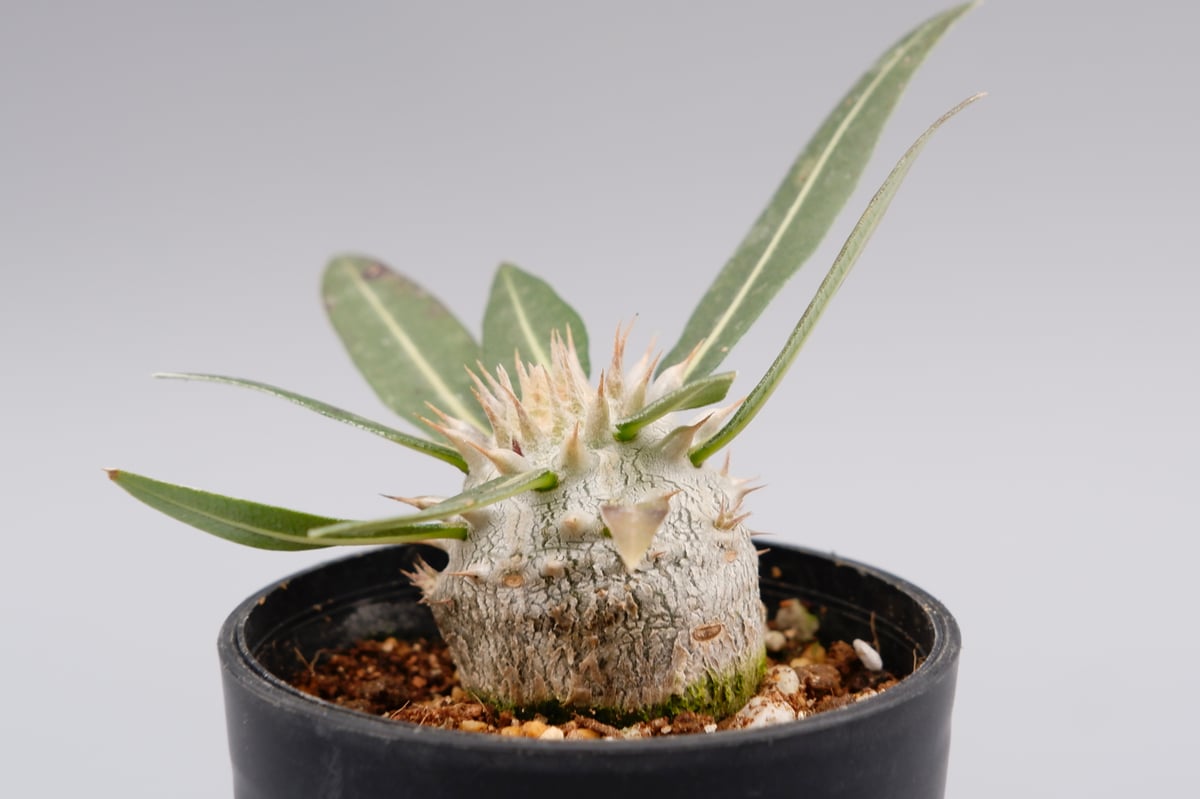パキポディウム ロスラーツム 実生株 005 Pachypodium rosulatum ve