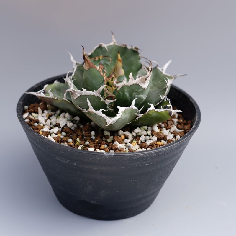 アガベ チタノタ 白鯨 056 Agave titanota white whale | Su アガベ チタノタ 白鯨 056 Agave titanota white whale | Su