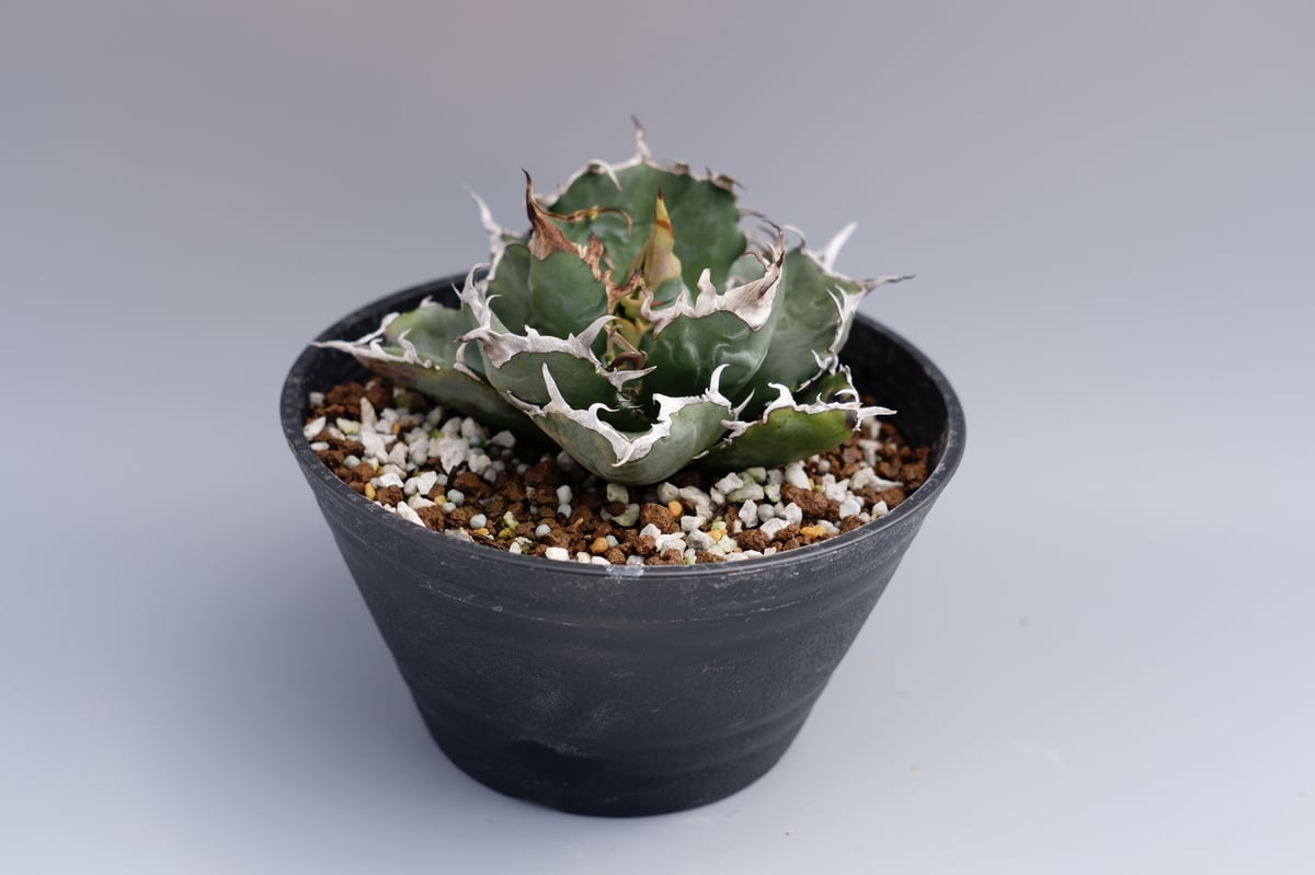 アガベ チタノタ 白鯨 056 Agave titanota white whale | Su