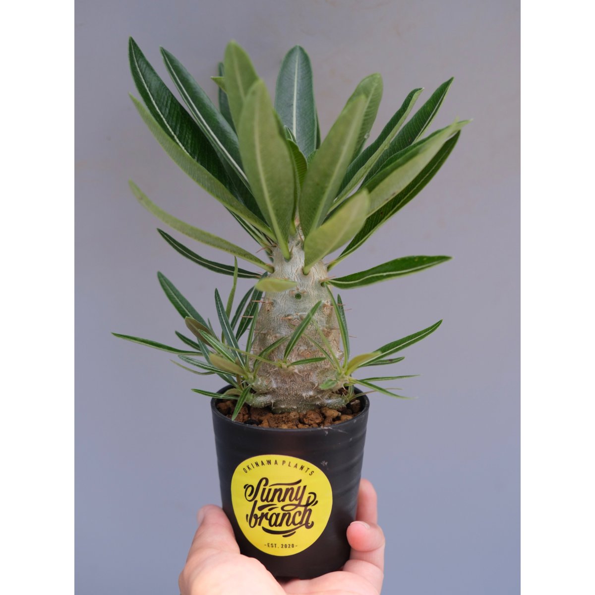 パキポディウム カクチペス 実生株 パキポディウム カクチペス(実生) / Pachypodium rosulatum var.