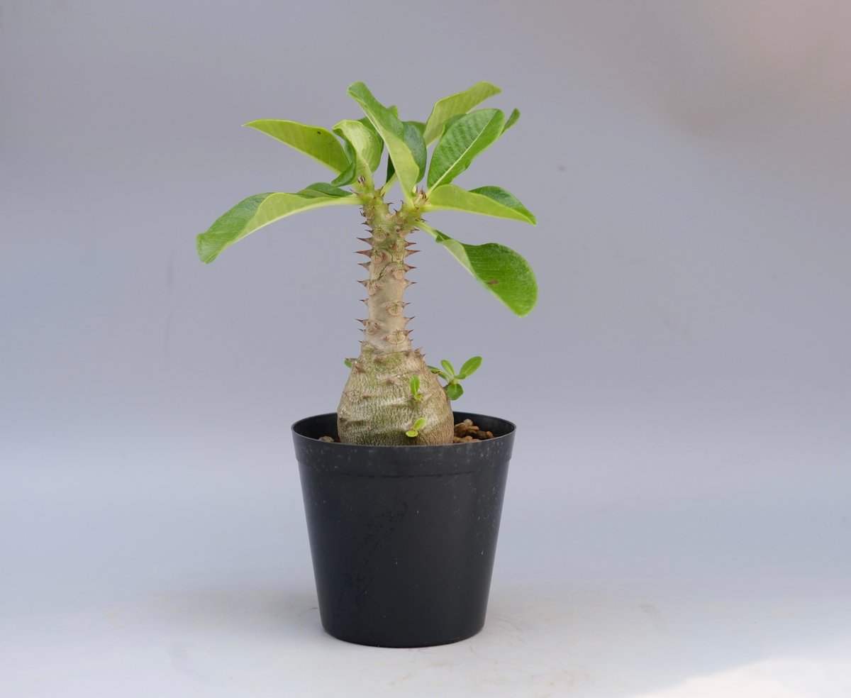 パキポディウム ウィンゾリー 実生株 065 Pachypodium windsorii |