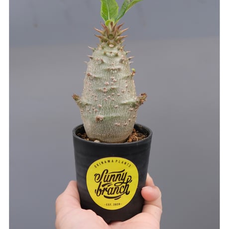 パキポディウムウィンゾリー | STORES