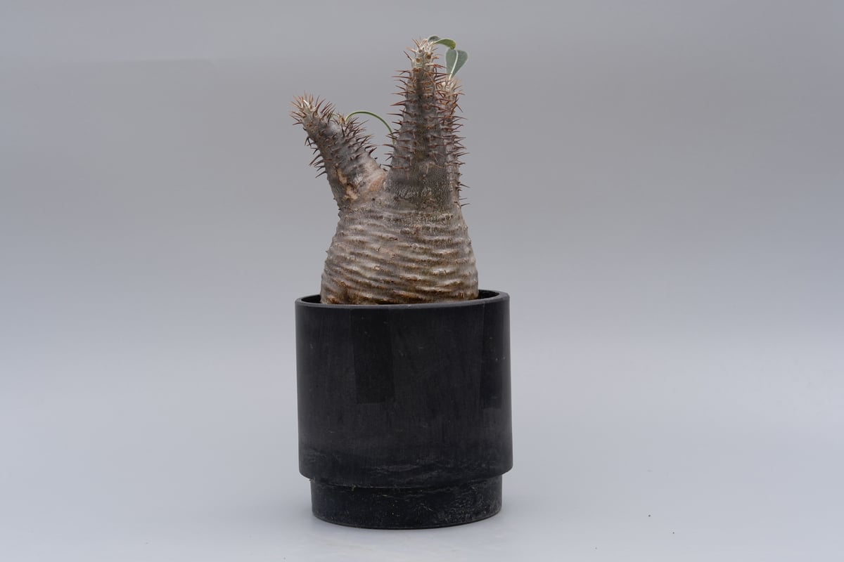 パキポディウム グラキリス 028 Pachypodium gracilius【発根 パキポディウム グラキリス 028 Pachypodium gracilius【発根