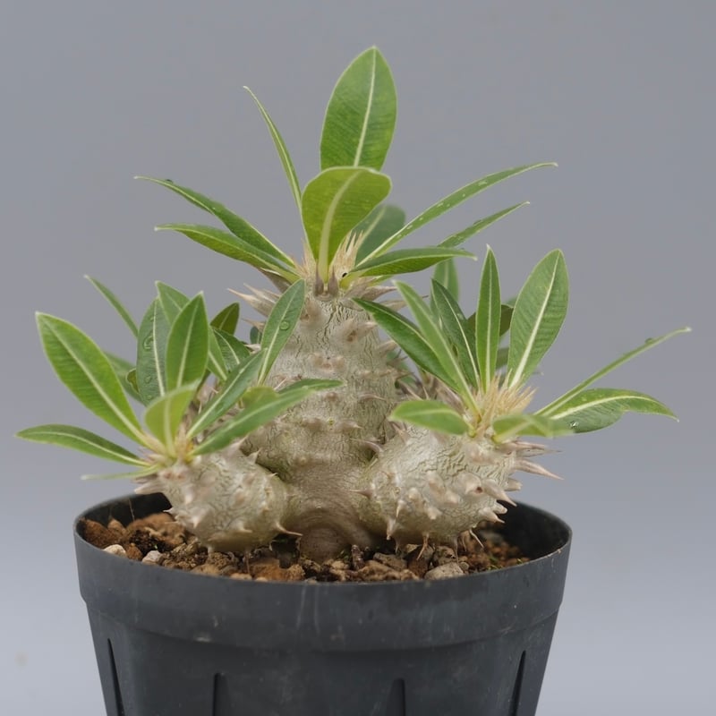 パキポディウム・ロスラーツム実生(群生株) パキポディウム ロスラーツム 実生株 012 Pachypodium rosulatum