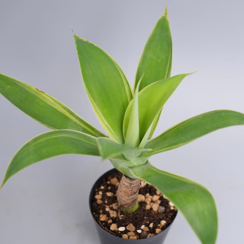 斑入り】アガべ アテナータ Agave attenuata 'Variegata' 003