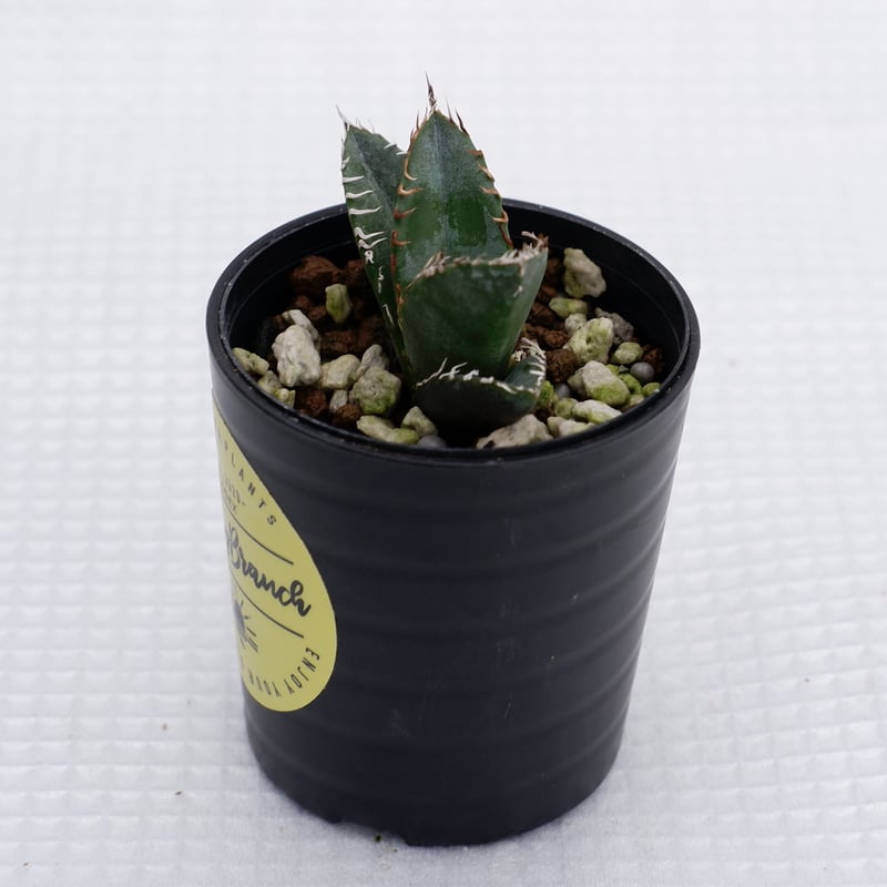 アガベ オテロイ 実生株 Agave oteroi seeding 002 | Sunny