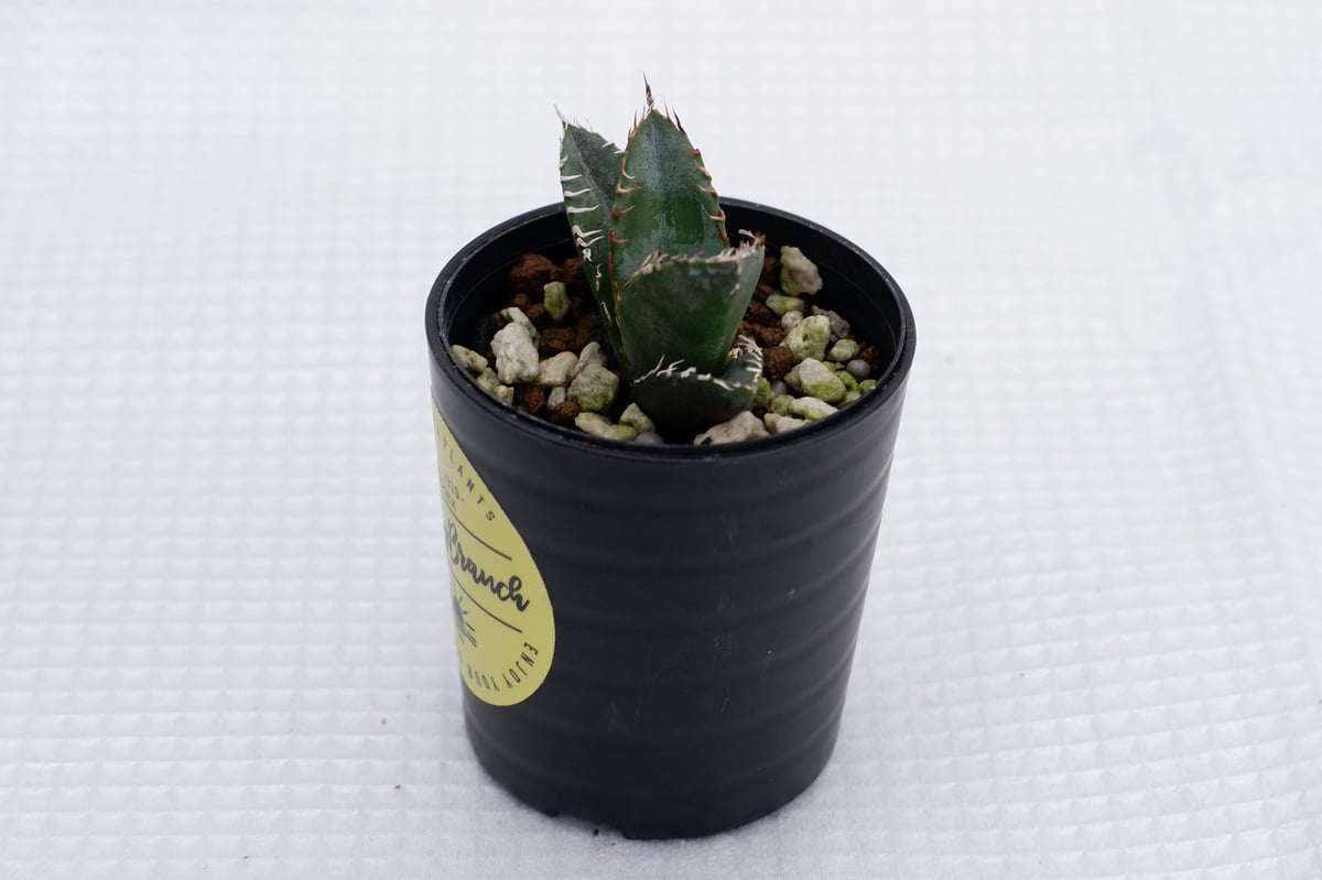 4310さん専用　アガベオテロイ実生子株 アガベ オテロイ 実生 オテロイ 実生 国内実生最高峰】アガベ