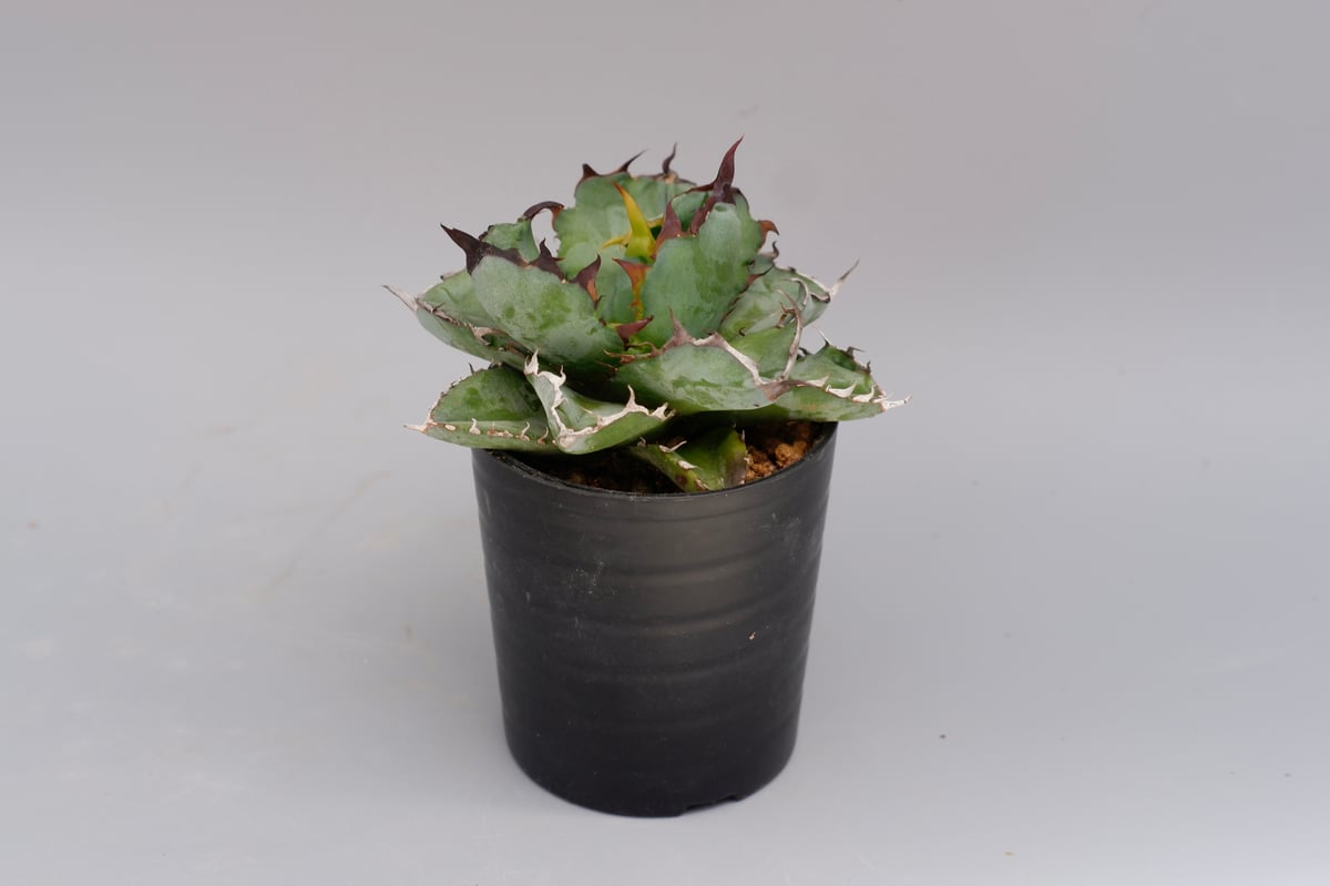 アガベ チタノタ ブラックアンドブルー Agave titanota BB 074 | Sun