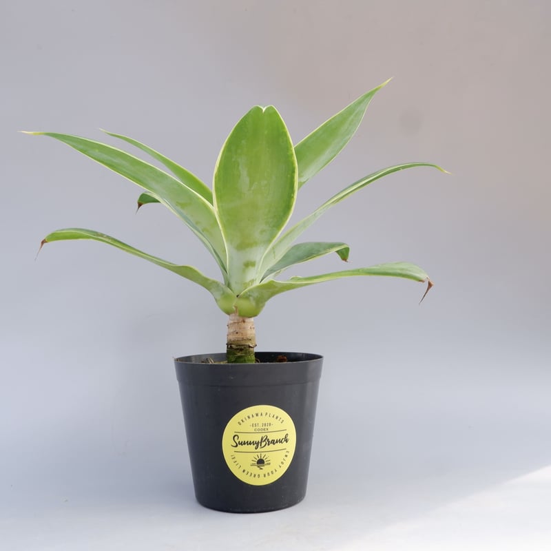 斑入り】アガべ アテナータ Agave attenuata 'Variegata' 002