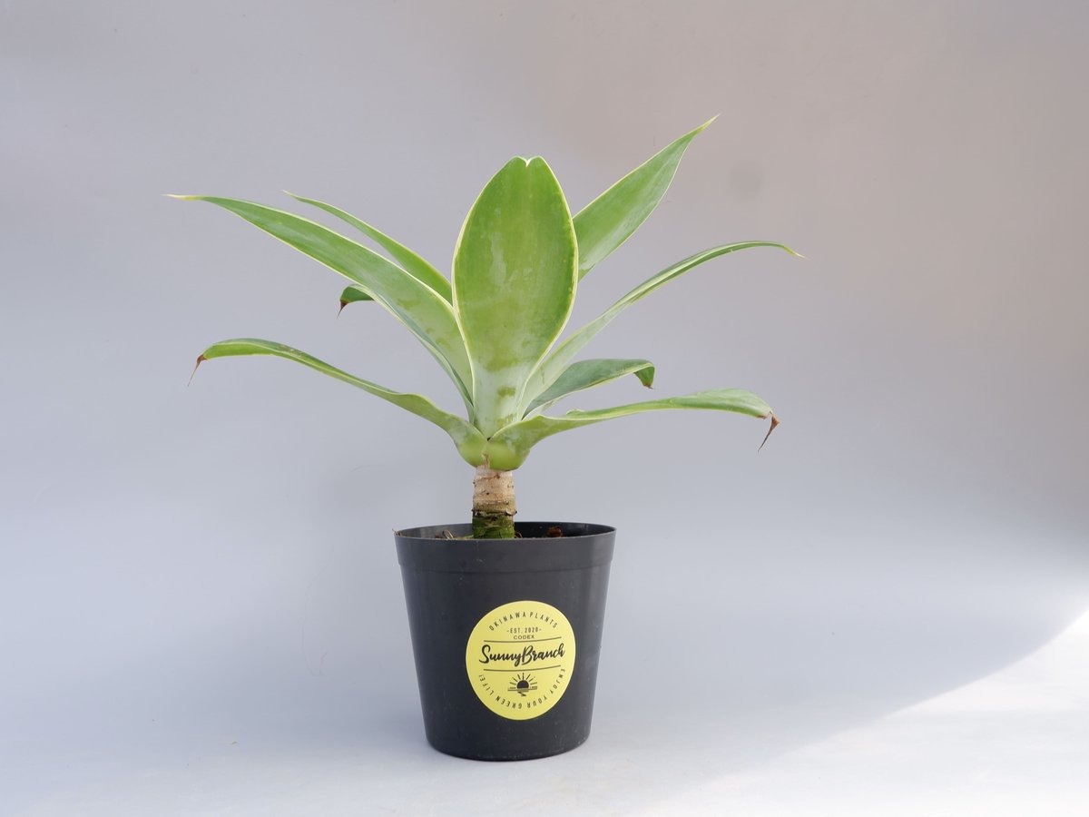 斑入り】アガべ アテナータ Agave attenuata 'Variegata' 002