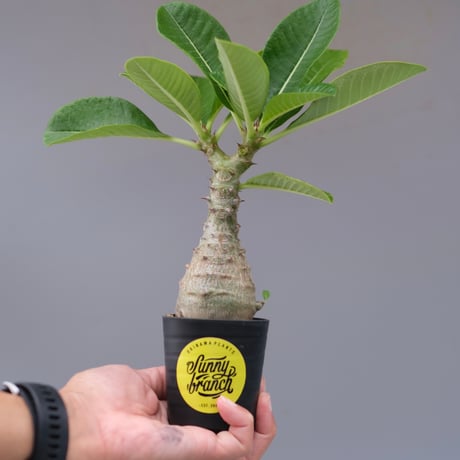 パキポディウムウィンゾリー | STORES