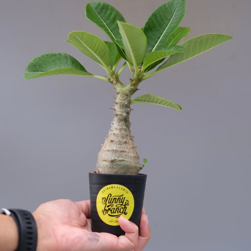 パキポディウム ウィンゾリー 実生株 078 Pachypodium windsorii