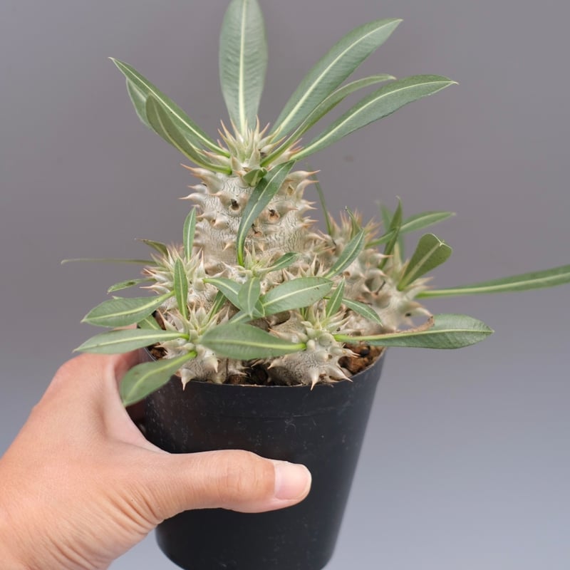 パキポディウム ホロンベンセ 実生株 005 Pachypodium horombense |