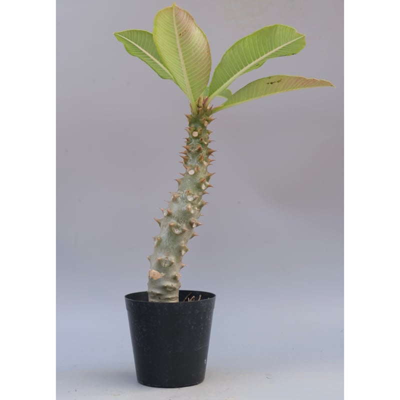 パキポディウム バロニー実生株042 Pachypodium baronii | Sunny