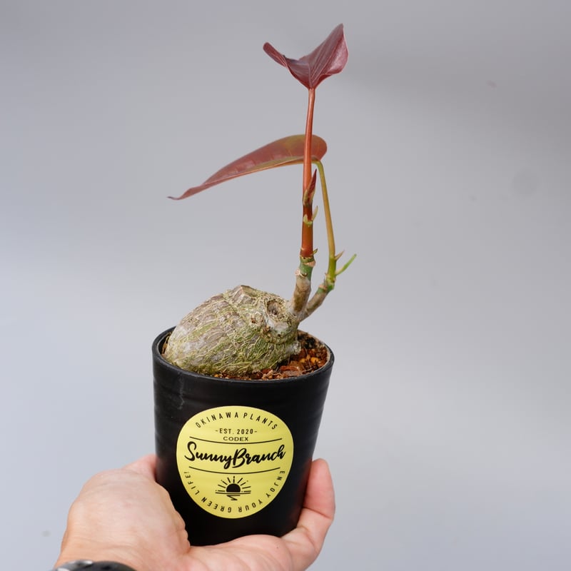 プセウド ボンバックス 012 Pseudobombax ellipticum | Sunny