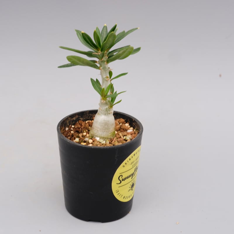 パキポディウムビスピノーサム fit=scale-down,w=1200