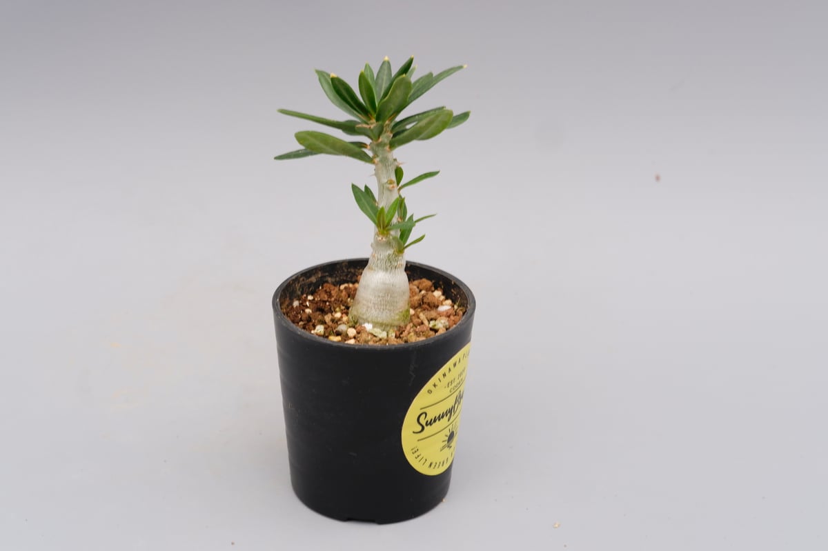 パキポディウム ビスピノーサム Pachypodium bispinosum 007 | Su パキポディウム ビスピノーサム Pachypodium bispinosum 007 | Su