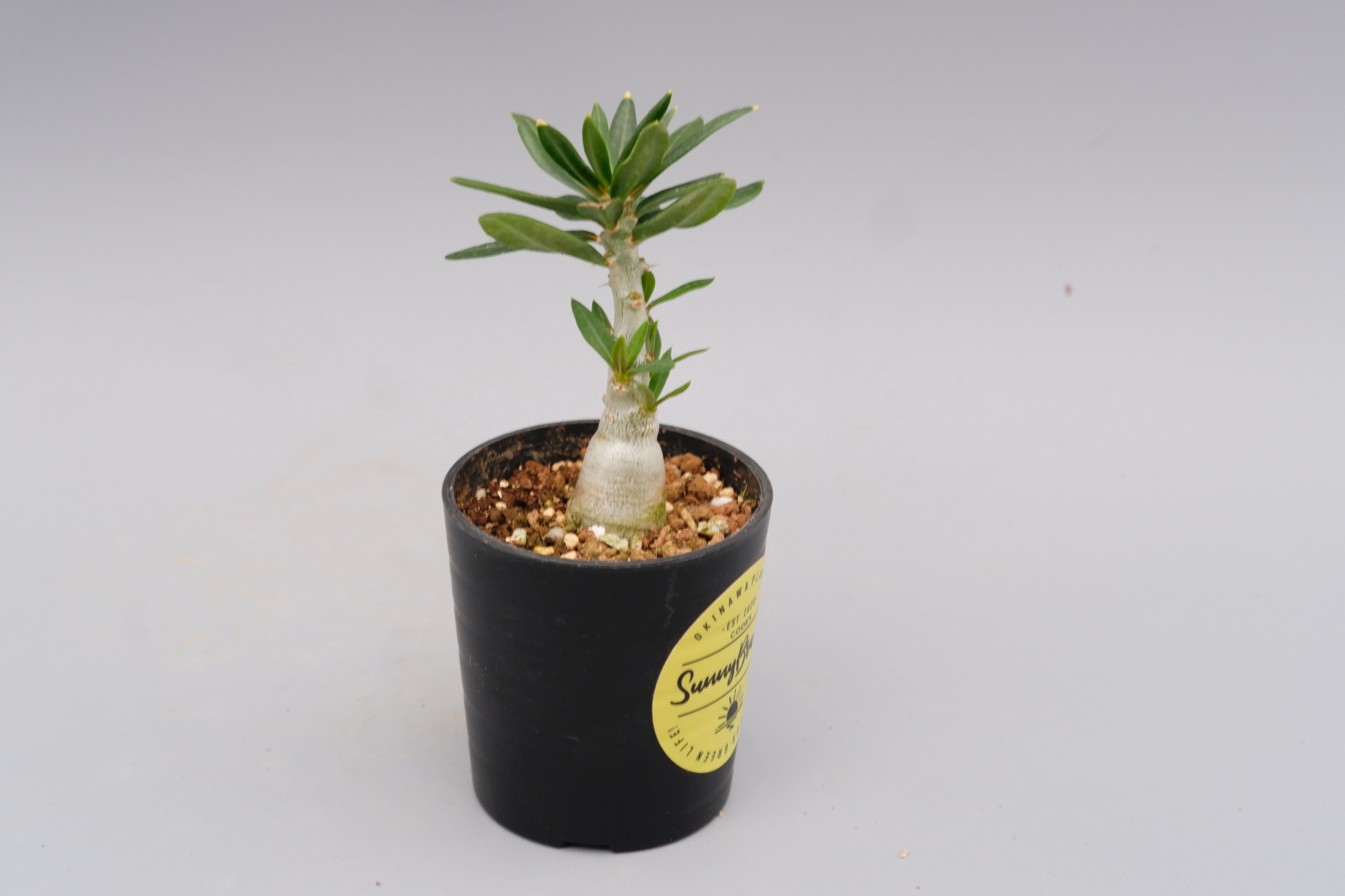 パキポディウム ビスピノーサム Pachypodium bispinosum 007 | Su