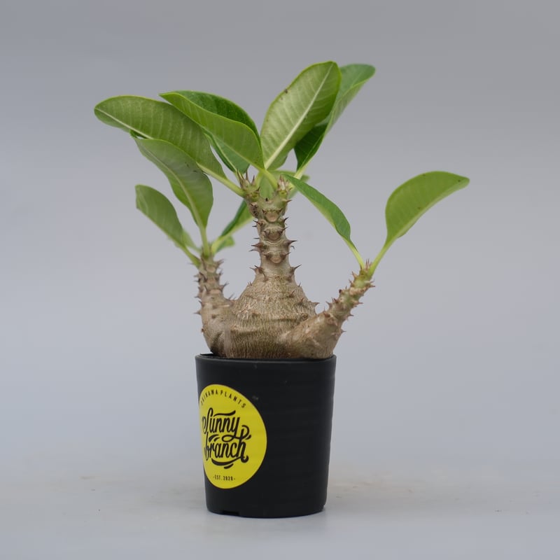 パキポディウム ウィンゾリー 実生株 074 Pachypodium windsorii |