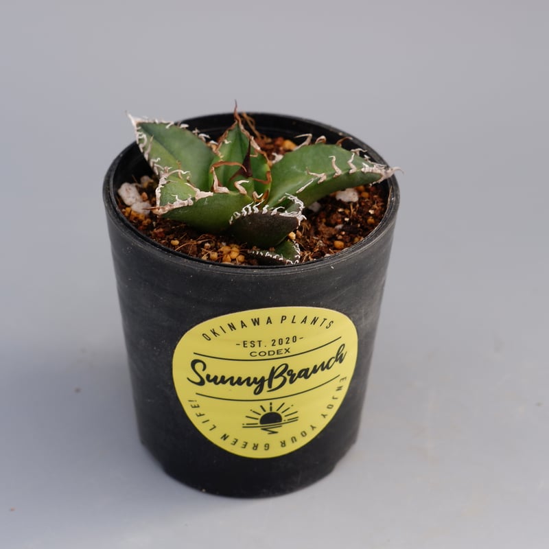 アガベ チタノタ シーザー Agave titanota caesar 082 | Sunny