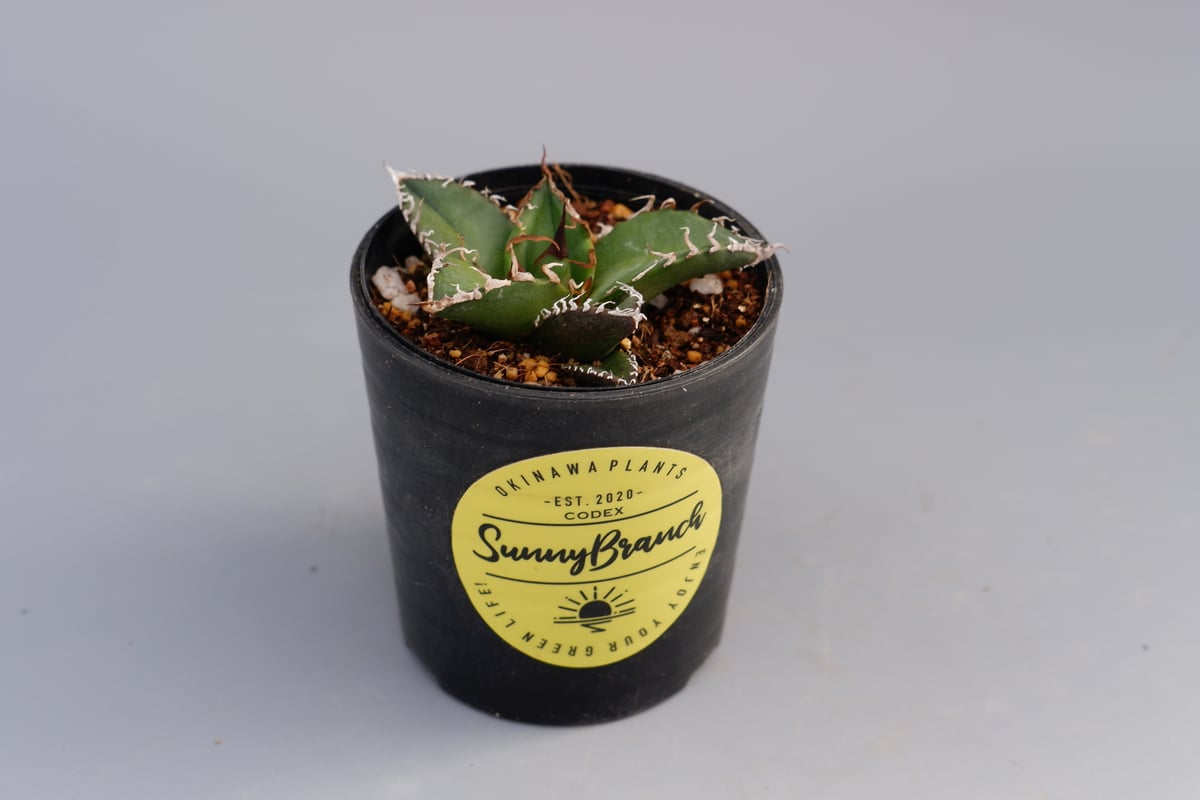アガベ チタノタ シーザー Agave titanota caesar 082 | Sunny