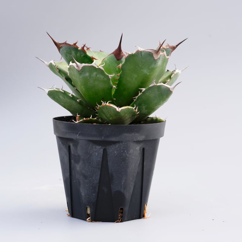 アガベ チタノタ ドワーフ 002 Agave titanota 