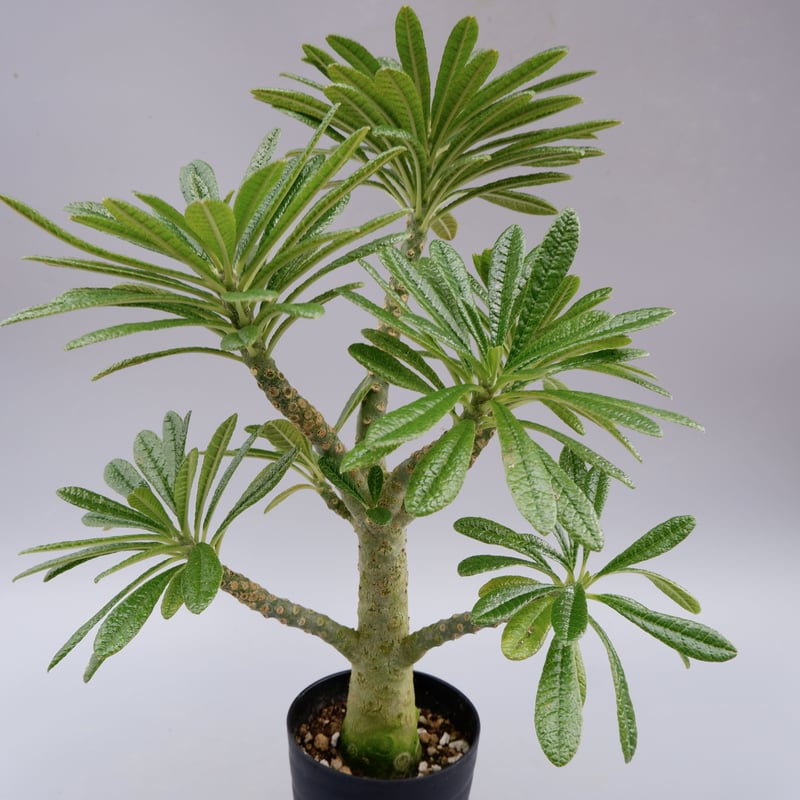 ドルステニアギガス確認用 ドルステニアギガス確認用 ドルステニア ギガス Dorstenia gigas