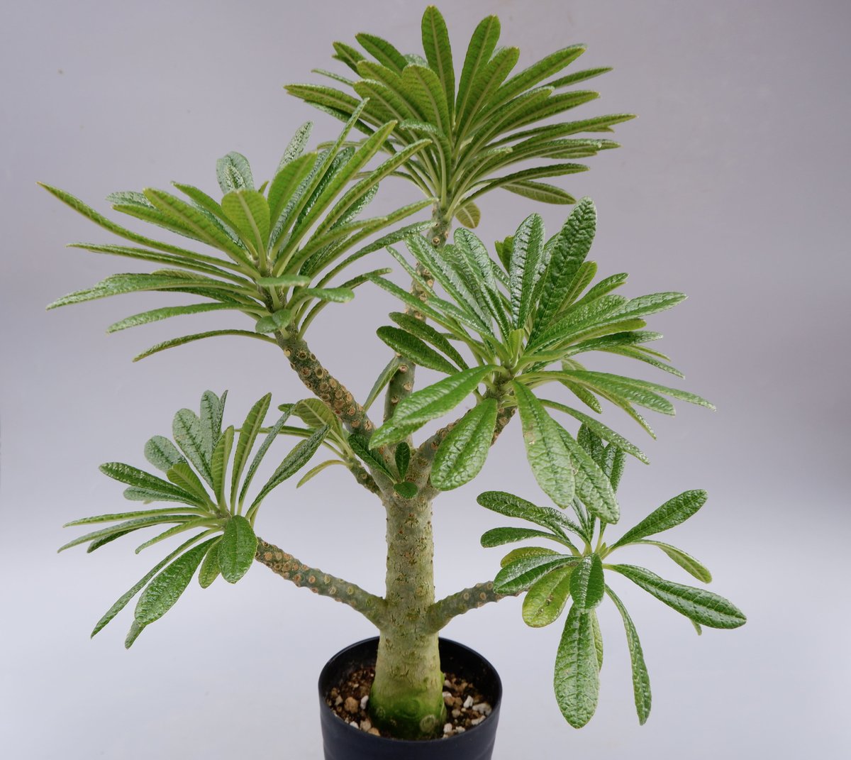 ドルステニア ギガス026 Dorstenia gigas | Sunny Branch