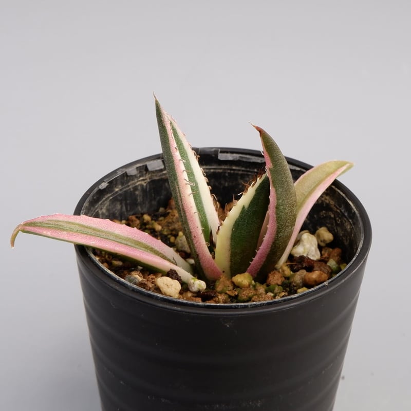 アガベ チタノタ スナグルトゥース Agave titanota Snaggle アガベ チタノタ スナグルトゥース Agave titanota Snaggle