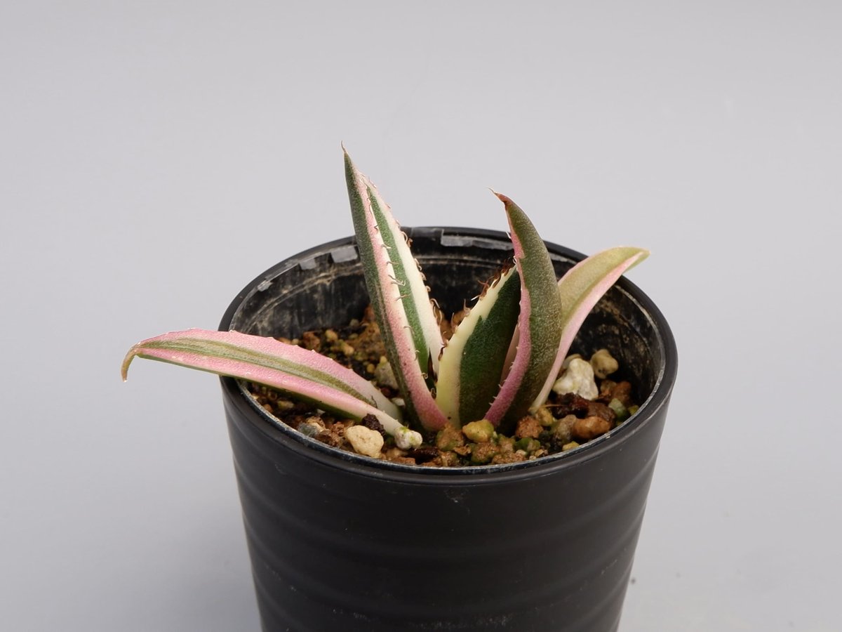 アガベ チタノタ スナグルトゥース Agave titanota Snaggle Tooth