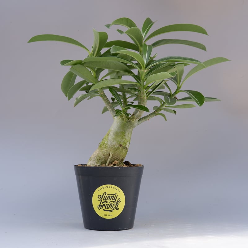 アデニウム ソマレンセ 実生株 Adenium somalense 006 | Sunny B