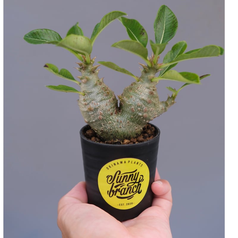 パキポディウム　ウィンゾリー　国内実生株　② パキポディウム ウィンゾリー 実生株 090 Pachypodium windsorii |