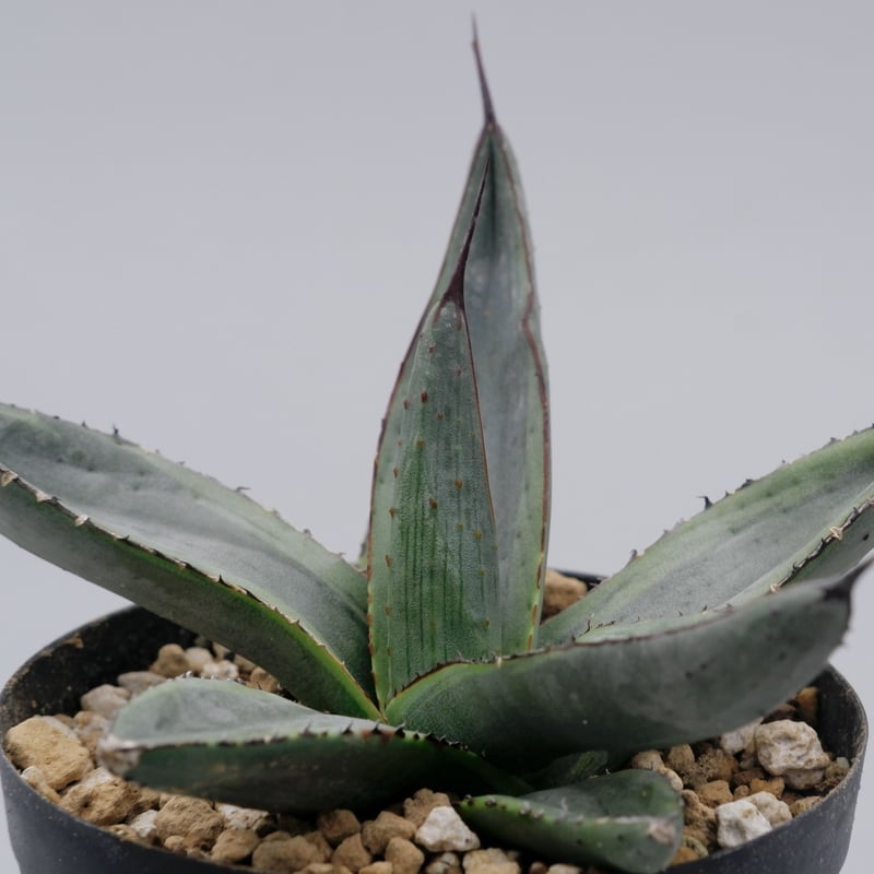 アガベ シャークバイト002 Agave Sharkbite | Sunny Branch