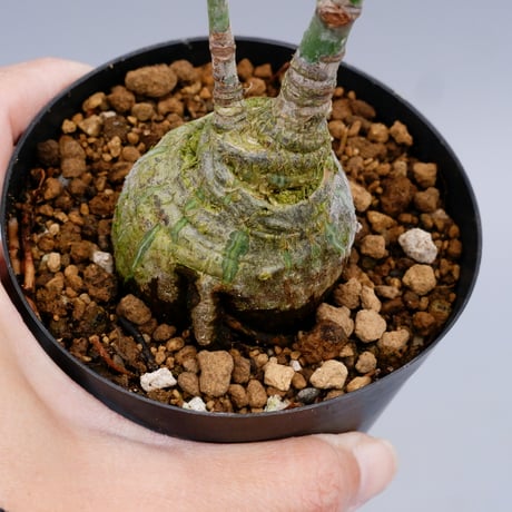 ボンバックス　実生D ボンバックス（Pseudobombax）をたねから育てる成長記録