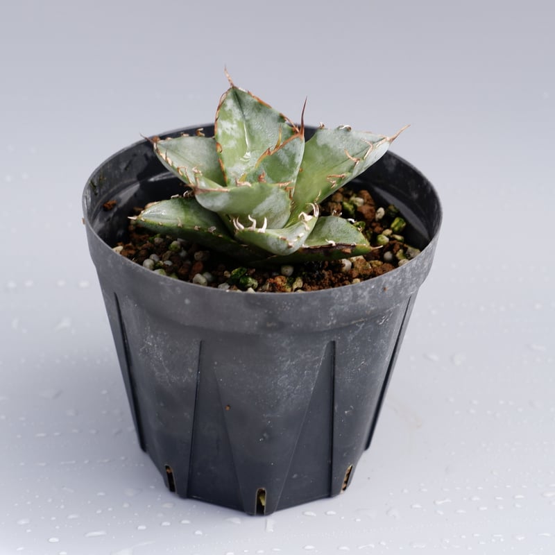 アガベ チタノタ ホワイトアイス Agave titanota whiteice 012 |