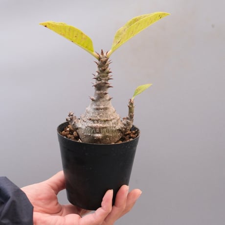 パキポディウムウィンゾリー | STORES