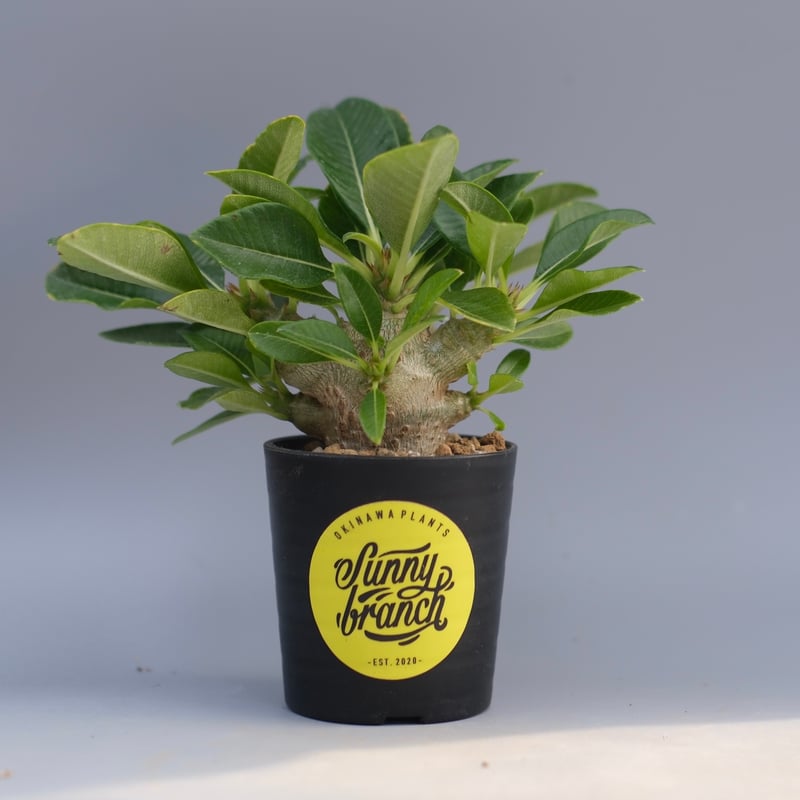 パキポディウム ウィンゾリー 実生株 096 Pachypodium windsorii |