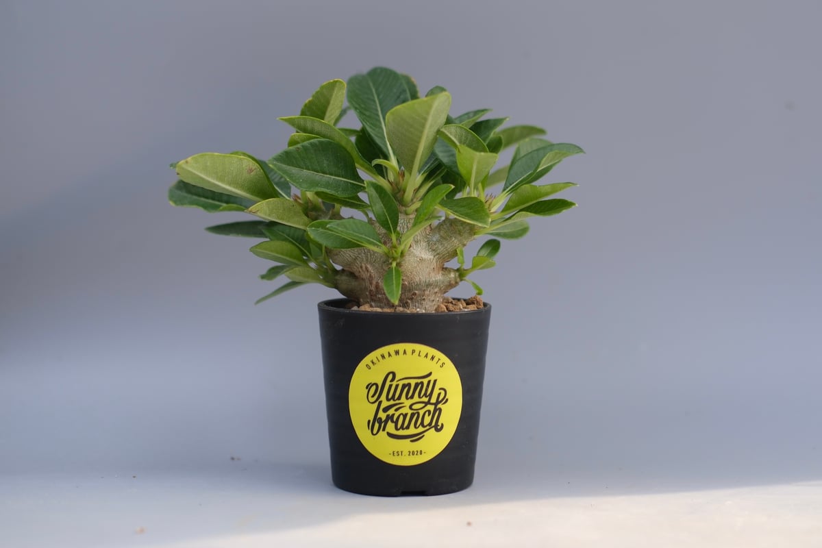 パキポディウム ウィンゾリー 実生株 096 Pachypodium windsorii |