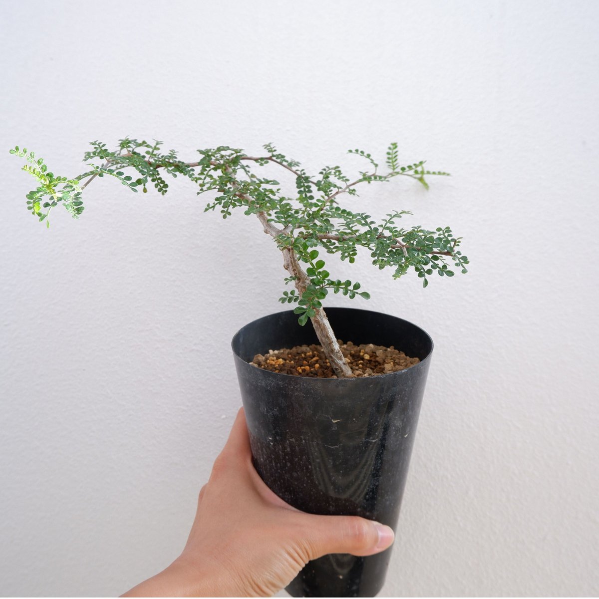 オペルクリカリア デカリー オペルクリカリア デカリー OP-003 | Sunny Branch