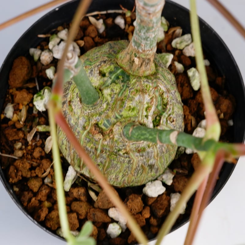 まんまる型 プセウド ボンバックス 034 Pseudobombax ellipticum |