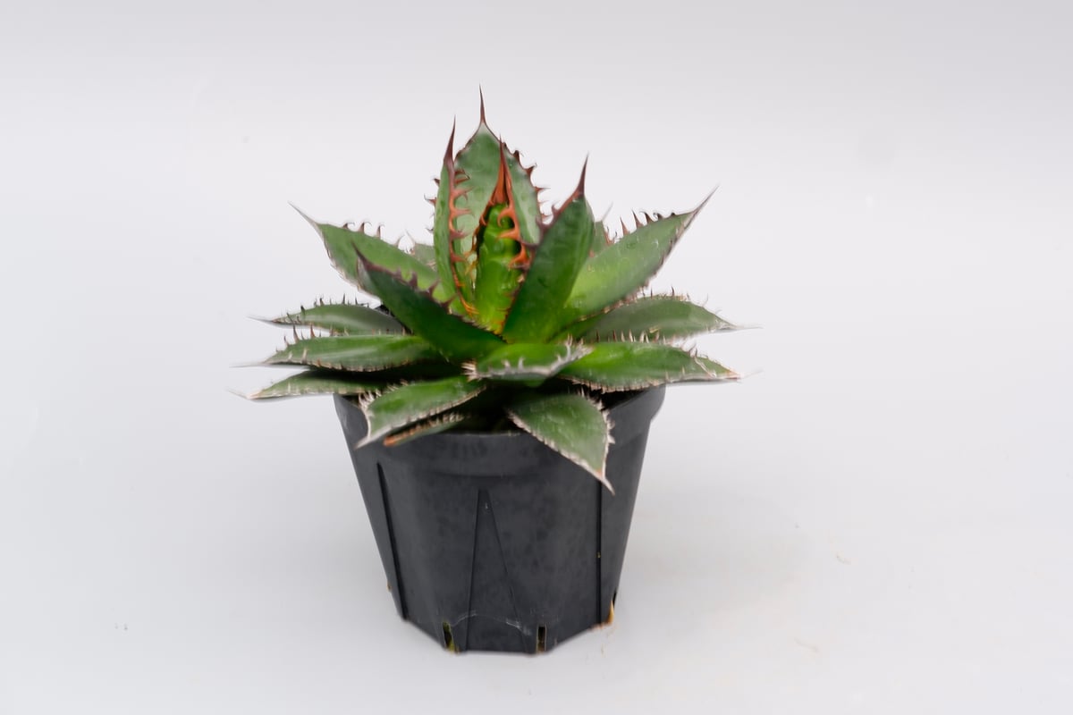 アガベ ホリダ 041 Agave horrida 強棘 | Sunny Branch
