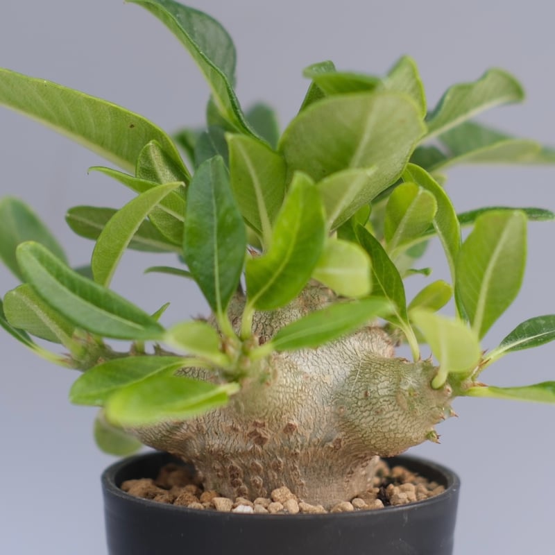 パキポディウム ウィンゾリー 実生株 094 Pachypodium windsorii |