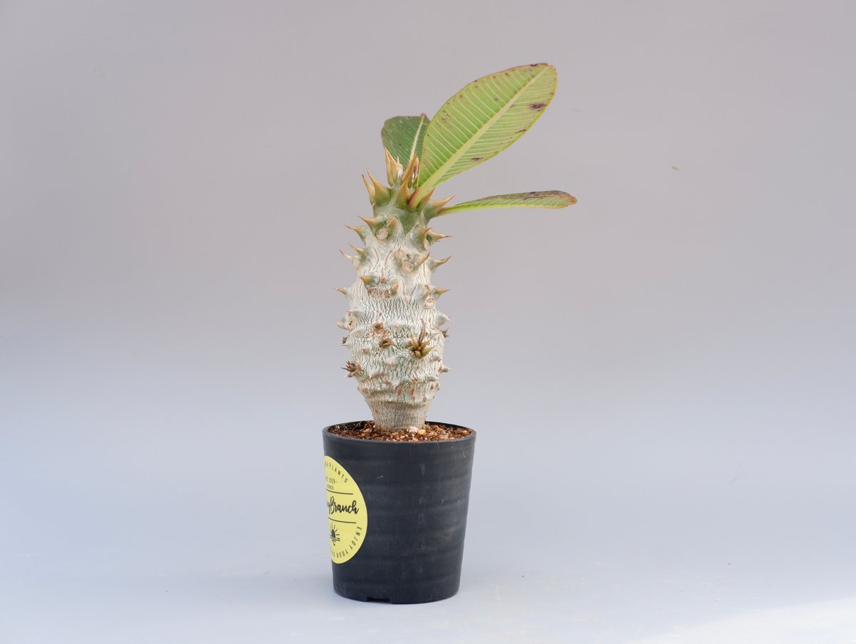 パキポディウム バロニー実生株020 Pachypodium baronii 脇芽あり | S