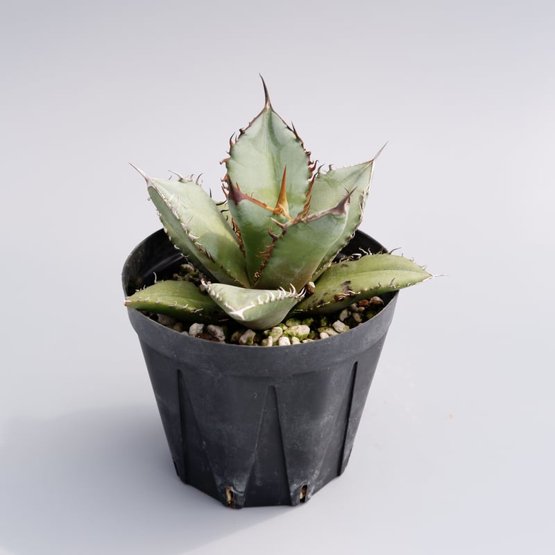 アガベ オテロイ 実生株 Agave oteroi seeding 035 | Sunny